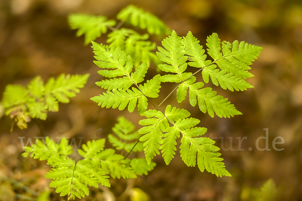 Eichenfarn (Gymnocarpium dryopteris)