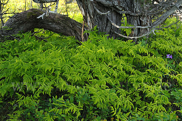 Eichenfarn (Gymnocarpium dryopteris)