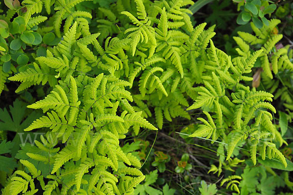 Eichenfarn (Gymnocarpium dryopteris)