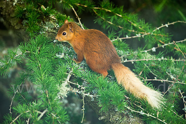 Eichhörnchen (Sciurus vulgaris)