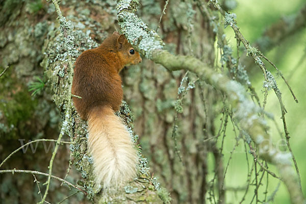 Eichhörnchen (Sciurus vulgaris)