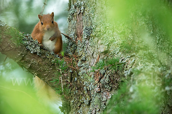 Eichhörnchen (Sciurus vulgaris)