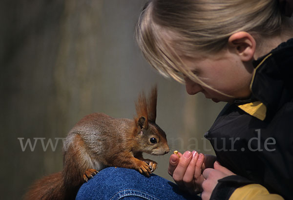 Eichhörnchen (Sciurus vulgaris)