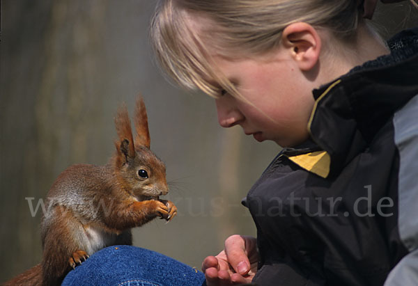 Eichhörnchen (Sciurus vulgaris)