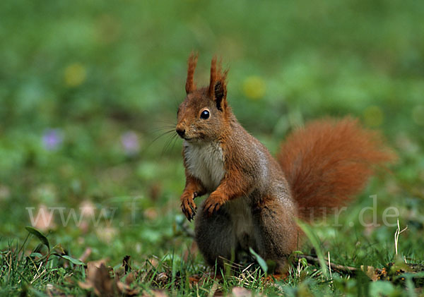 Eichhörnchen (Sciurus vulgaris)