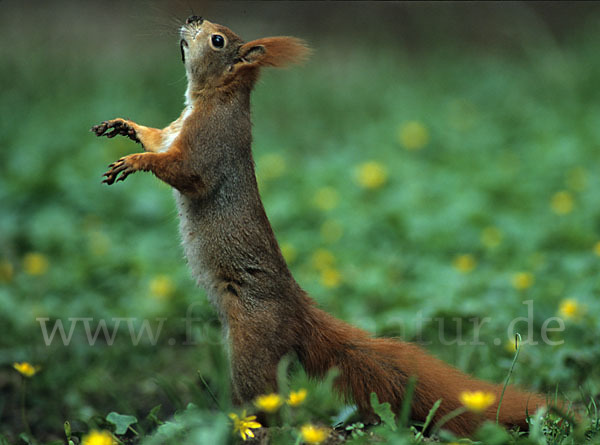 Eichhörnchen (Sciurus vulgaris)