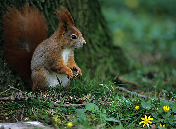 Eichhörnchen (Sciurus vulgaris)