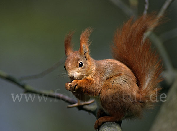 Eichhörnchen (Sciurus vulgaris)