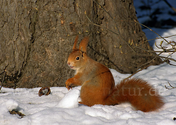 Eichhörnchen (Sciurus vulgaris)