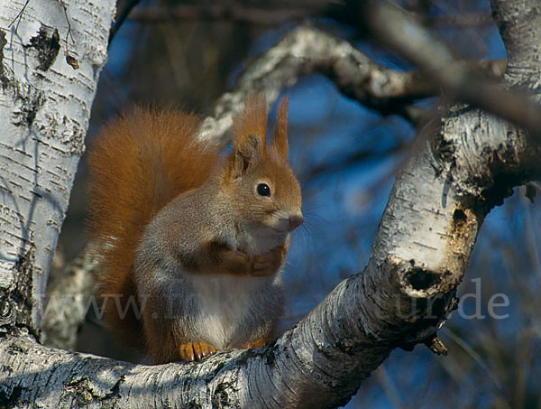 Eichhörnchen (Sciurus vulgaris)