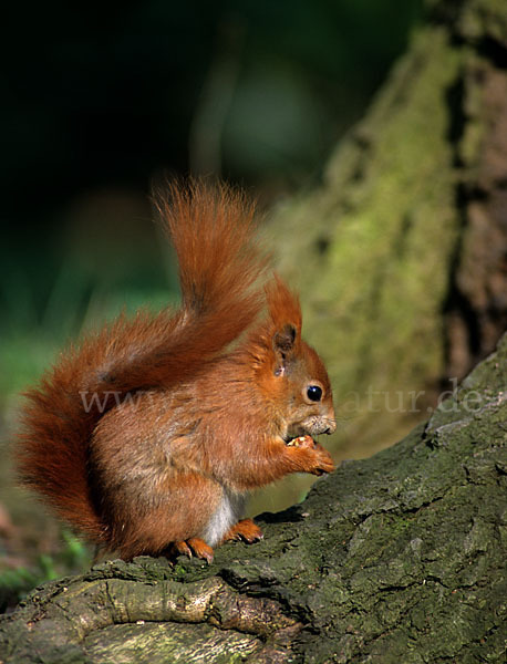 Eichhörnchen (Sciurus vulgaris)