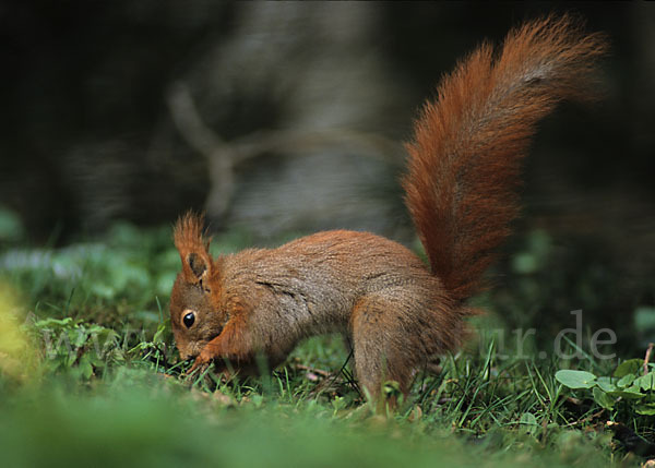 Eichhörnchen (Sciurus vulgaris)