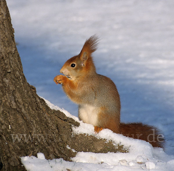 Eichhörnchen (Sciurus vulgaris)