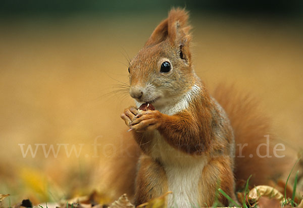 Eichhörnchen (Sciurus vulgaris)