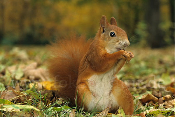 Eichhörnchen (Sciurus vulgaris)