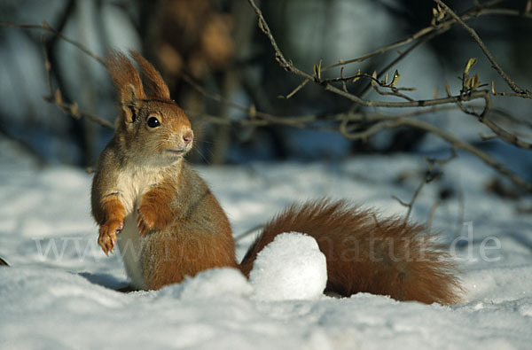 Eichhörnchen (Sciurus vulgaris)