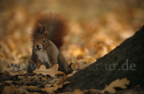 Eichhörnchen (Sciurus vulgaris)