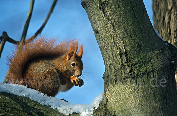 Eichhörnchen (Sciurus vulgaris)