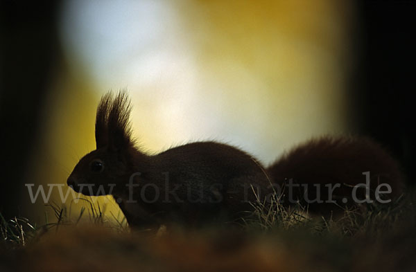 Eichhörnchen (Sciurus vulgaris)