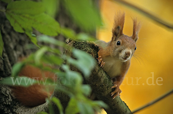 Eichhörnchen (Sciurus vulgaris)