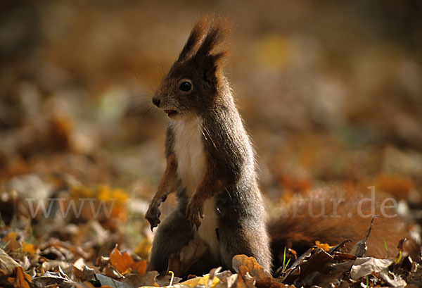 Eichhörnchen (Sciurus vulgaris)