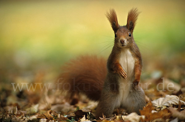 Eichhörnchen (Sciurus vulgaris)