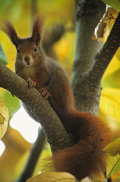 Eichhörnchen (Sciurus vulgaris)