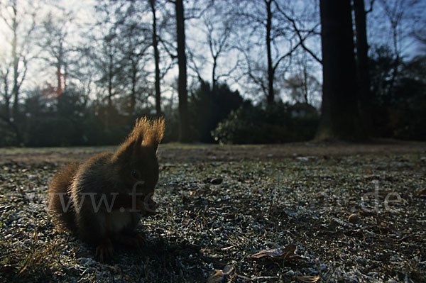 Eichhörnchen (Sciurus vulgaris)