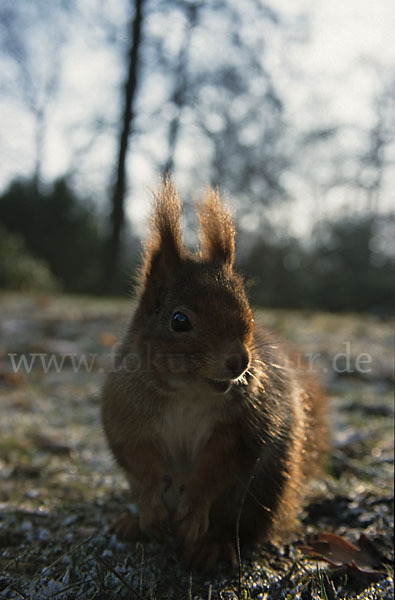 Eichhörnchen (Sciurus vulgaris)