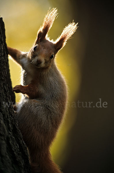 Eichhörnchen (Sciurus vulgaris)