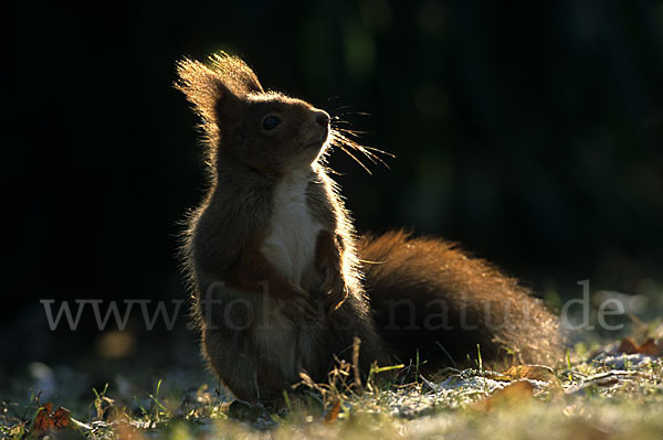 Eichhörnchen (Sciurus vulgaris)