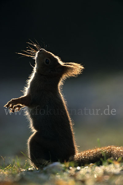 Eichhörnchen (Sciurus vulgaris)