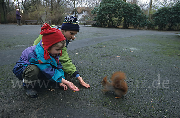 Eichhörnchen (Sciurus vulgaris)