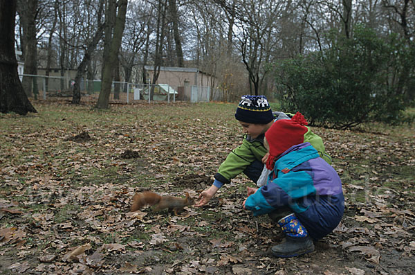 Eichhörnchen (Sciurus vulgaris)