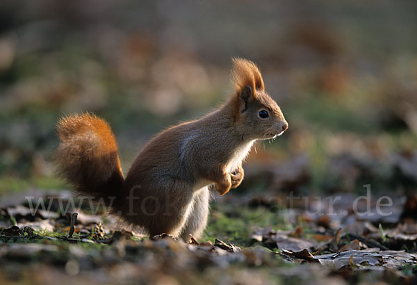 Eichhörnchen (Sciurus vulgaris)