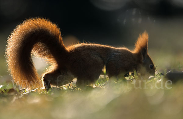 Eichhörnchen (Sciurus vulgaris)