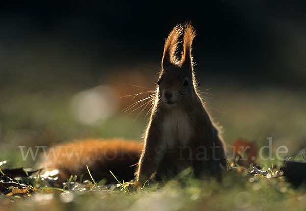 Eichhörnchen (Sciurus vulgaris)