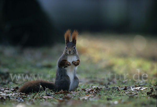 Eichhörnchen (Sciurus vulgaris)