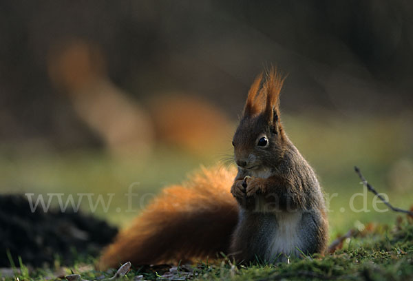 Eichhörnchen (Sciurus vulgaris)