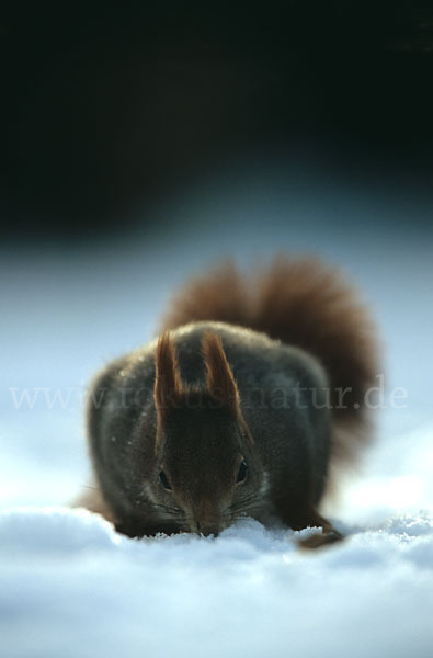 Eichhörnchen (Sciurus vulgaris)