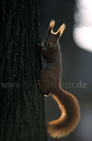 Eichhörnchen (Sciurus vulgaris)