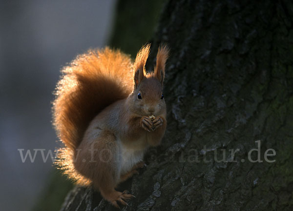 Eichhörnchen (Sciurus vulgaris)