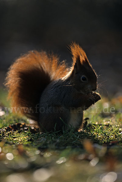 Eichhörnchen (Sciurus vulgaris)