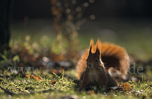 Eichhörnchen (Sciurus vulgaris)