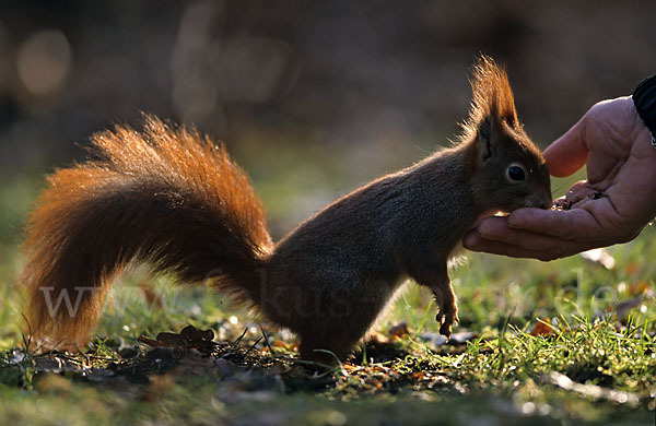 Eichhörnchen (Sciurus vulgaris)