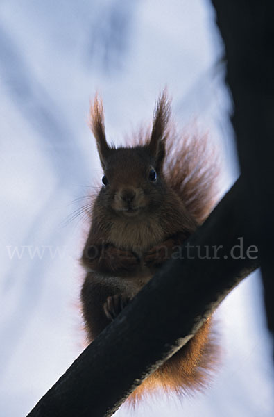 Eichhörnchen (Sciurus vulgaris)