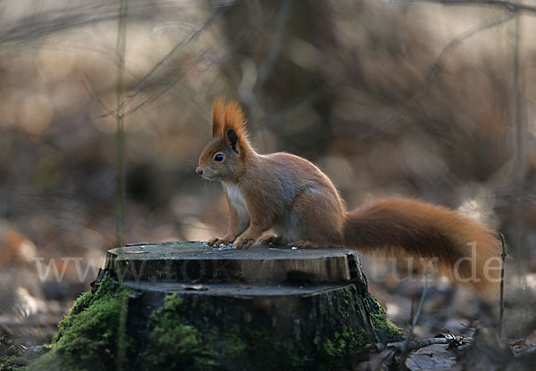 Eichhörnchen (Sciurus vulgaris)