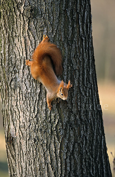 Eichhörnchen (Sciurus vulgaris)