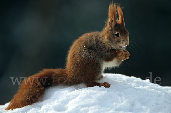 Eichhörnchen (Sciurus vulgaris)