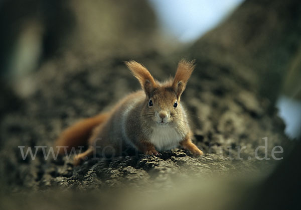 Eichhörnchen (Sciurus vulgaris)